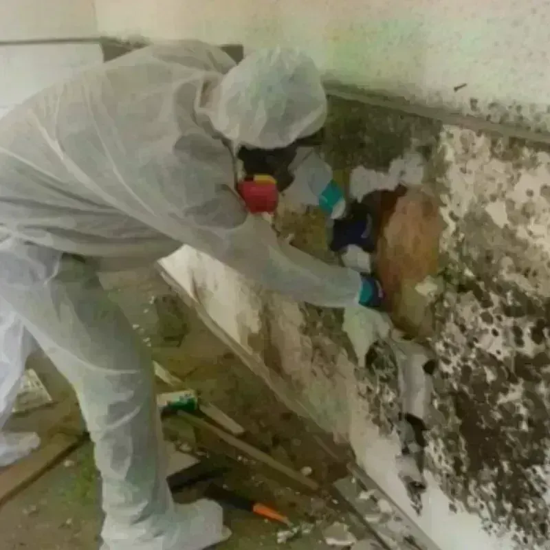 Mold Remediation and Removal in Fruitland, MD